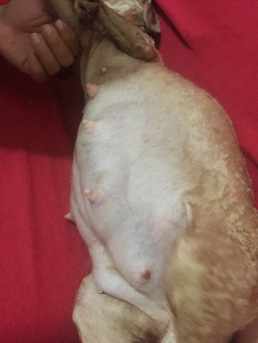 Cách nhận biết chó mang thai