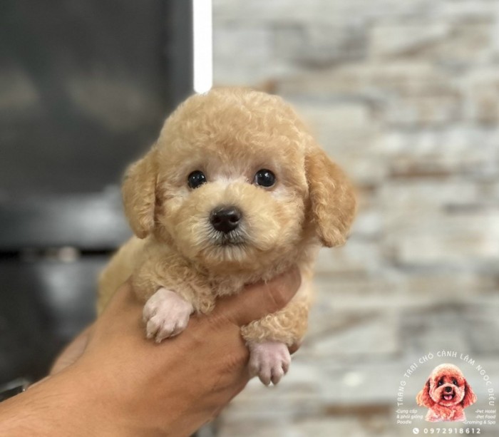 Poodle Đực Vàng Mơ 18C