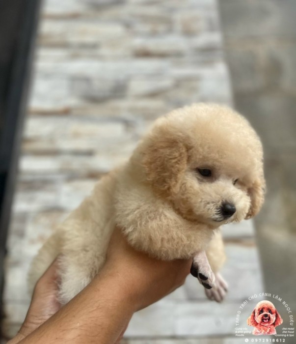 Poodle Đực Vàng Mơ 21d