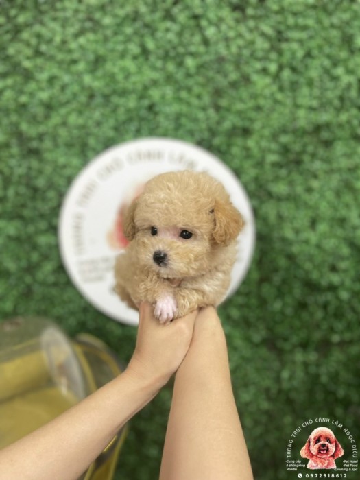 Poodle Đực Vàng Mơ 20c