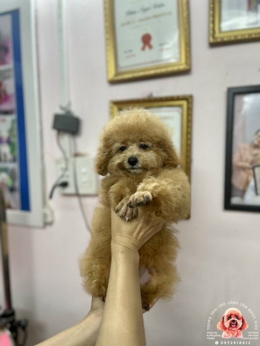 Poodle Đực Vàng Mơ 19d