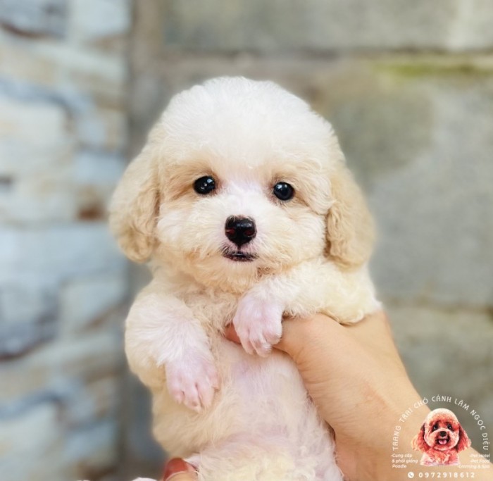 Poodle Đực Trắng Bò Nâu 25d