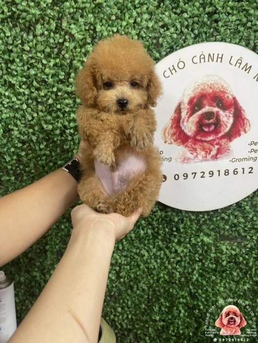 Poodle Đực Nâu Vàng 24d