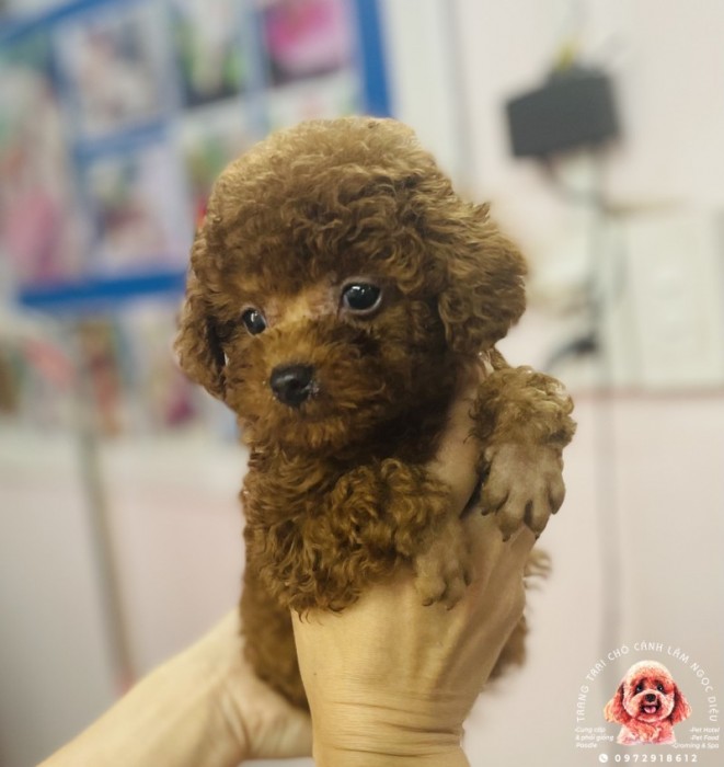 Poodle Đực Nâu Đỏ Đậm 22d