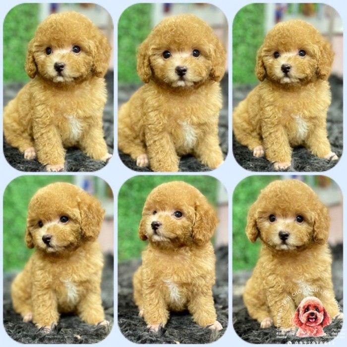 Poodle Vàng Mơ Cái 12C