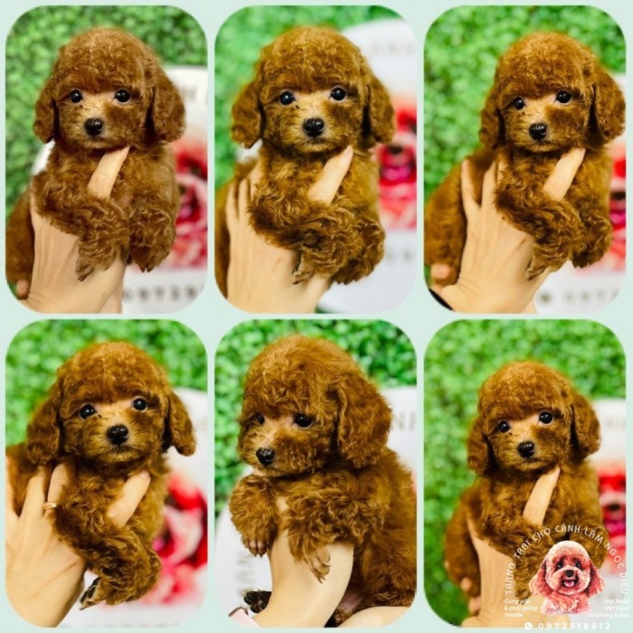 Poodle Nâu Đỏ Đực 14D