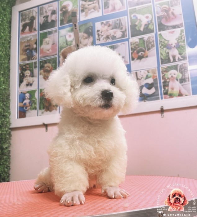 Poodle Trắng Đực 11D