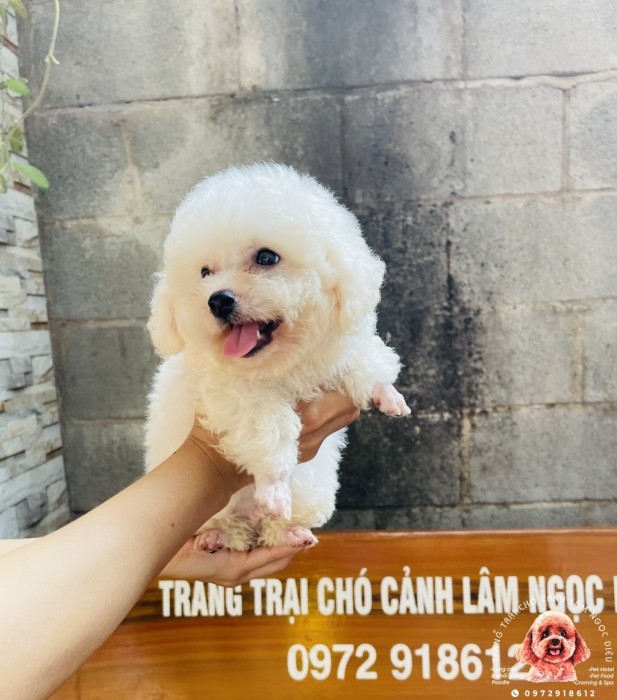 Poodle Trắng Cái 16C