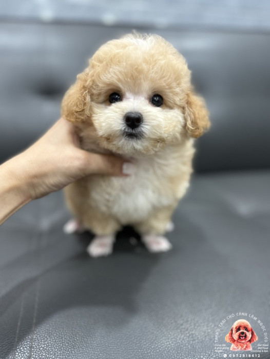 Poodle Cái Vàng Tiny Teacup 31c