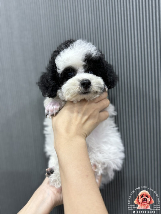 Poodle Cái Bò sữa 27d