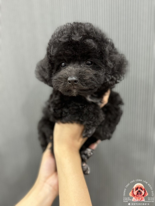 Poodle Cái Đen 28c