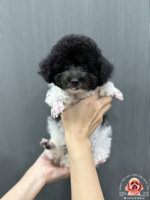 Poodle Đực Bò sữa 26c