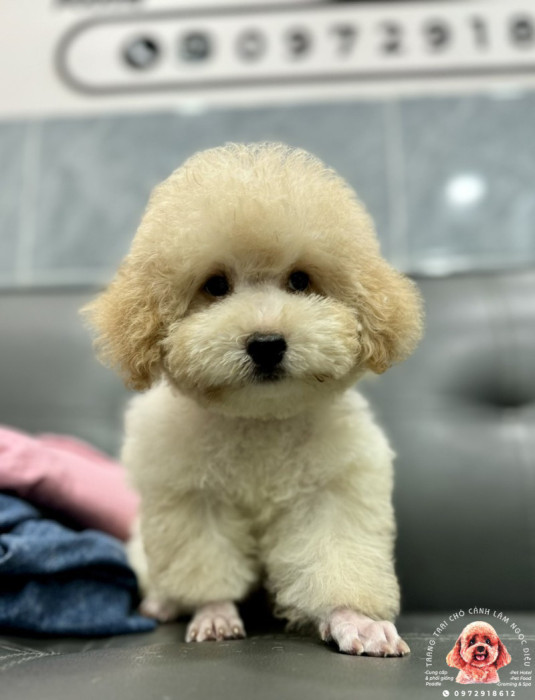 Poodle Đực Vàng Tiny 30d