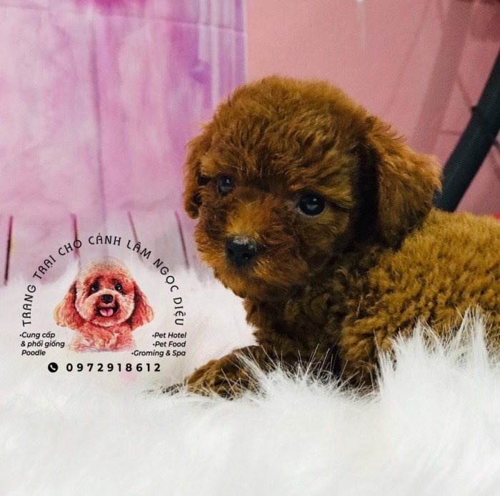 Poodle nâu đỏ cái 05