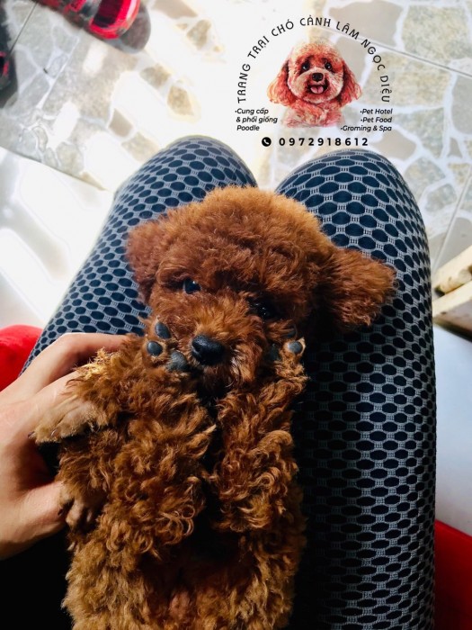 Poodle nâu đỏ cái 01