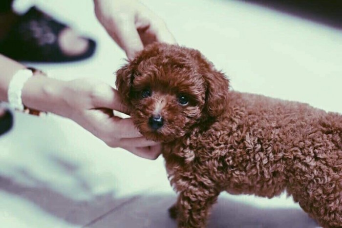 Poodle nâu đỏ đực 02