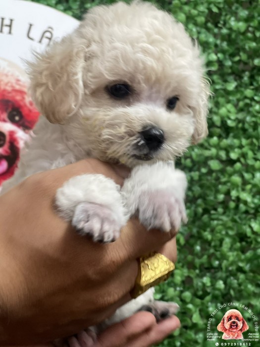 Poodle Trắng Vàng Mơ Đực 09