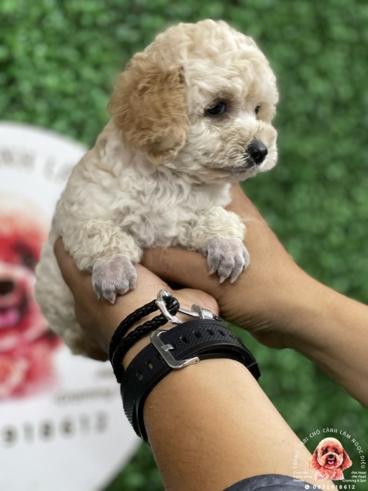 Poodle Trắng Vàng Mơ Đực 10