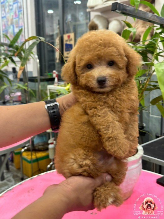 Poodle Đực Nâu  33Đ