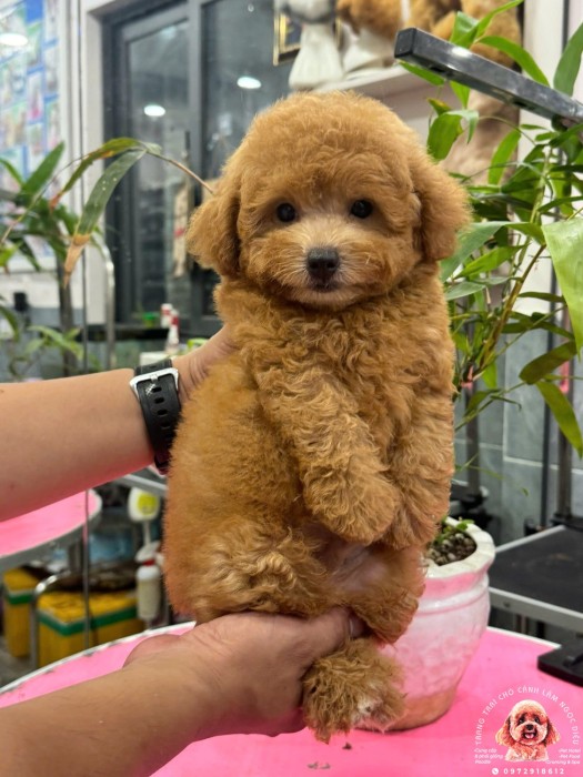 Poodle Đực Nâu Vàng 42Đ