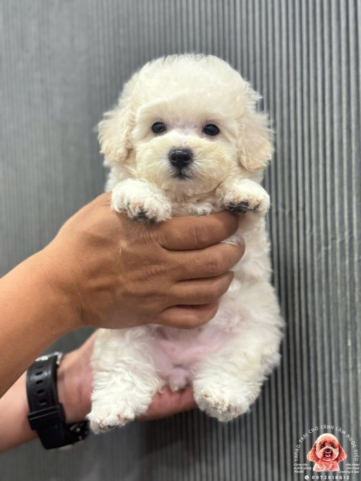 Poodle Trắng Cái  34C