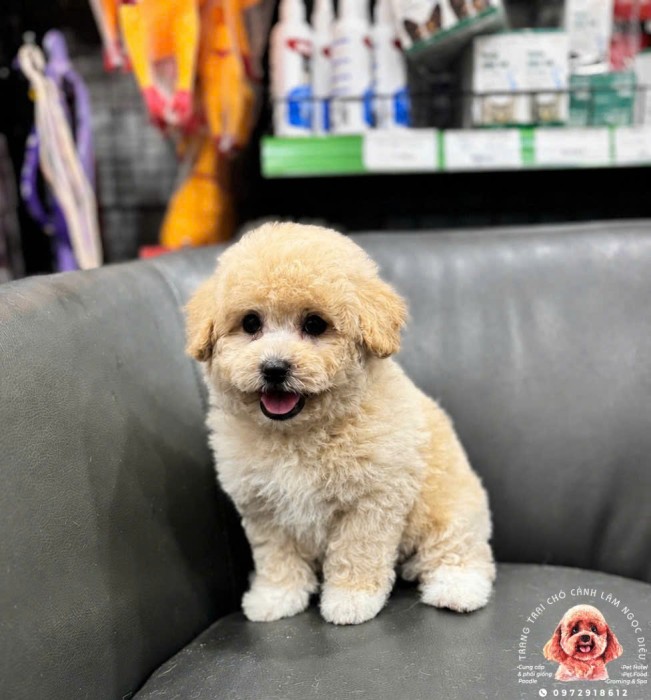 Poodle Đực Vàng 35Đ
