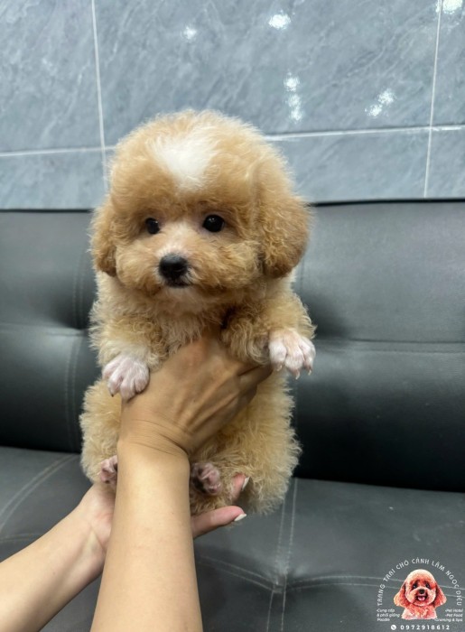 Poodle Cái Vàng 36C