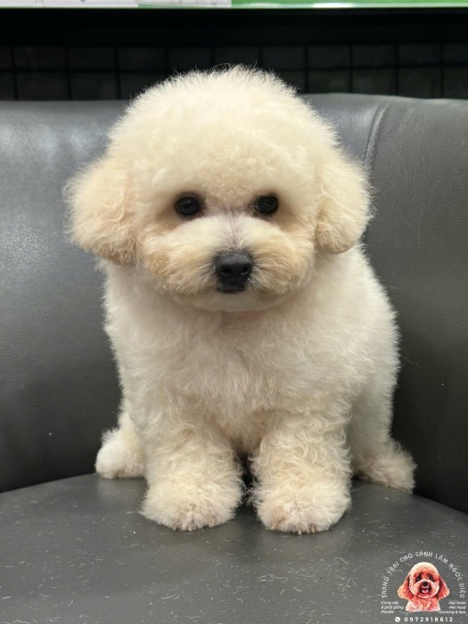 Poodle Đực Trắng Mập Ú...