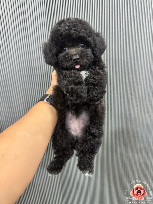 Poodle Cái Đen 38C
