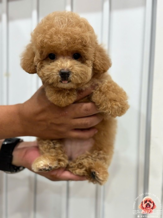 Poodle Cái Vàng 39C