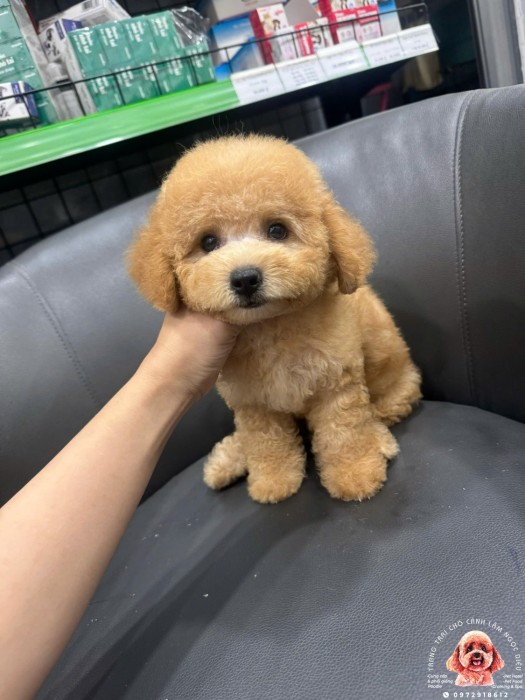 Poodle Cái Vàng 40C