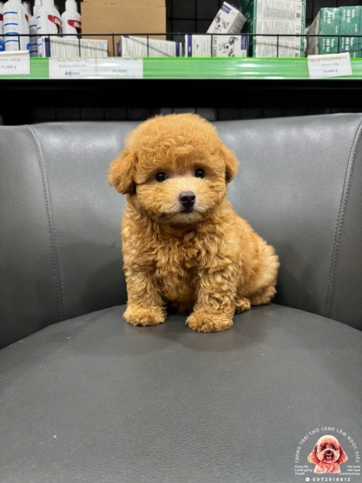 Poodle Đực Nâu Vàng 41Đ
